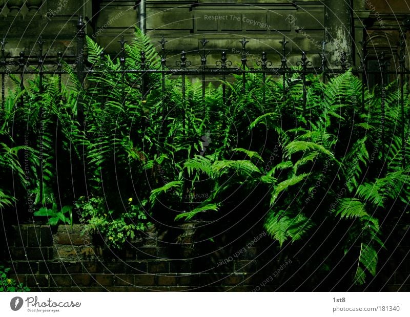 far vs fence Colour photo Deserted Copy Space top Copy Space bottom Night Artificial light Wide angle Wrought ironwork Smith Nature Plant Fern Foliage plant