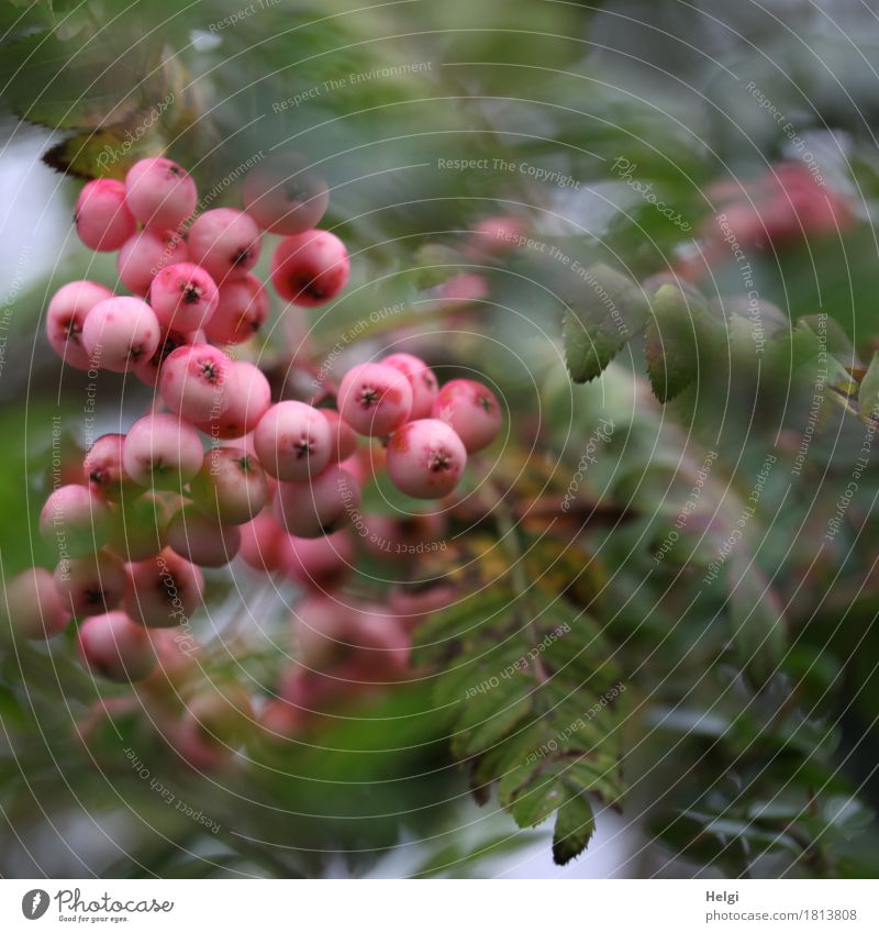 pink bushberry Environment Nature Plant Autumn Bushes Leaf Fruit Berry seed head Rawanberry Garden Growth Exceptional Uniqueness Small Natural Round Gray Green
