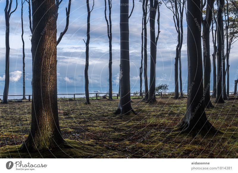 ghost forest Nature Landscape Forest Baltic Sea Contentment Attentive Watchfulness Caution Serene Patient Calm Colour photo Exterior shot Deserted Day