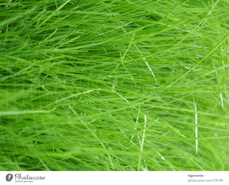 grass Grass Juicy Green Fresh