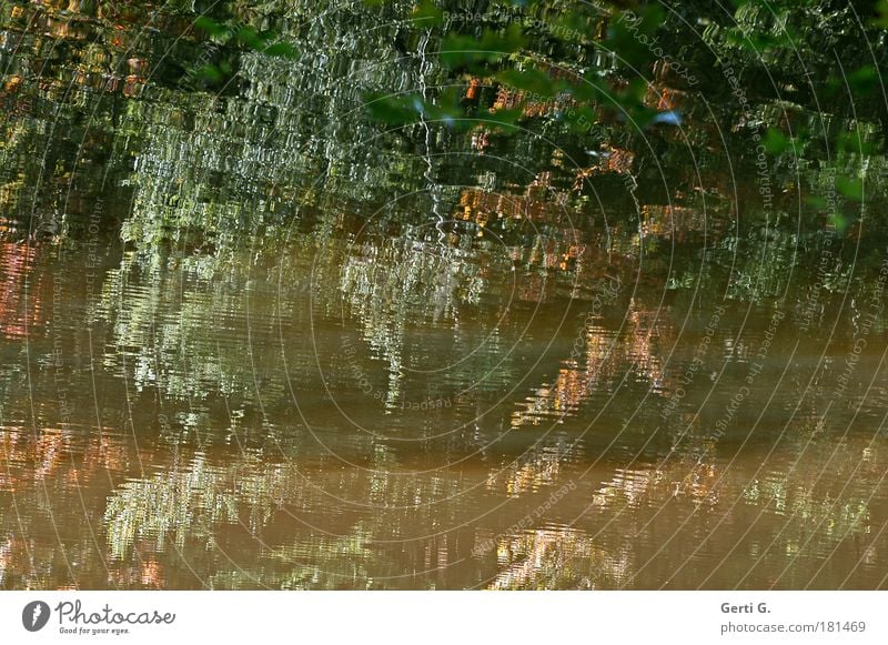 white water Water Water reflection Reflection Surface of water Autumn Tree Leaf Distorted Skewed Autumnal Bizarre Mosaic Abstract