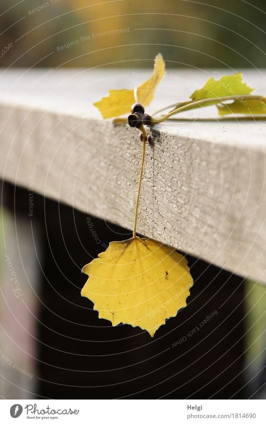Just hang out... Environment Nature Plant Autumn Beautiful weather Leaf Table Wood Hang Lie To dry up Exceptional Simple Uniqueness Small Natural Brown Yellow