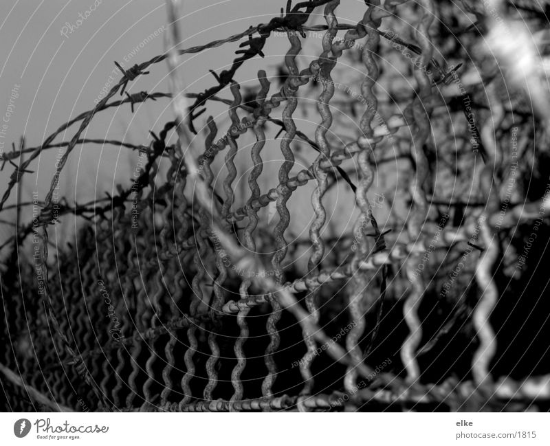 barbed wire Barbed wire Grating Fence Things Black & white photo