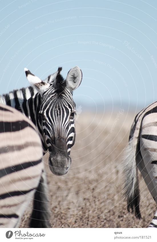 3 zebras Subdued colour Exterior shot Close-up Copy Space bottom Blur Animal portrait Front view Rear view Looking into the camera Nature Drought Wild animal