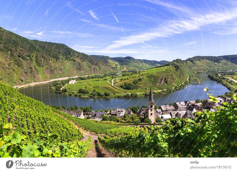 View of Bremm on the Mosel with Mosel loop Summer River Idyll Moselle valley brake calmon Moselle loop Bunch of grapes Vine Eifel Rhineland-Palatinate
