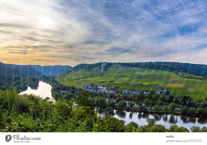 View of the Moselle valley at sunset Panorama Summer River Idyll Sunset Bunch of grapes Valley Picturesque Vine Eifel Rhineland-Palatinate Wine growing Vineyard