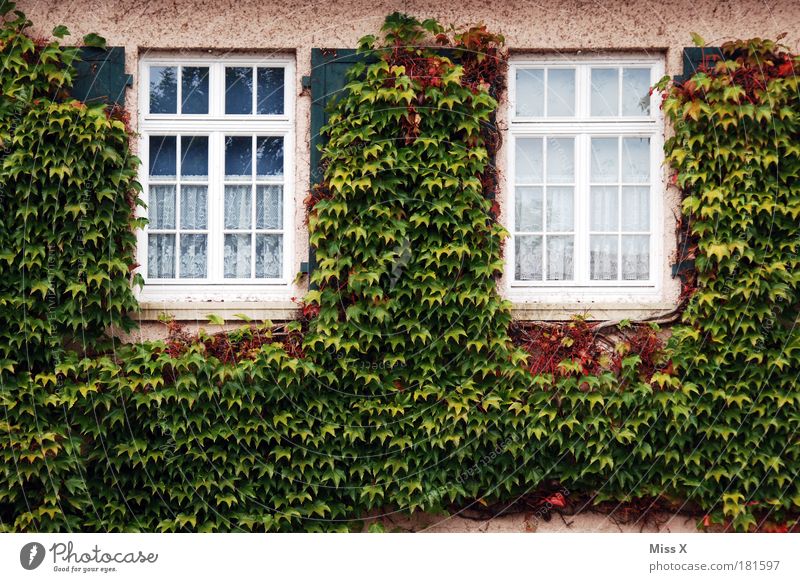 Covered Colour photo Exterior shot Deserted Copy Space left Copy Space right Copy Space bottom Copy Space middle Day Nature Summer Autumn Plant Bushes Leaf