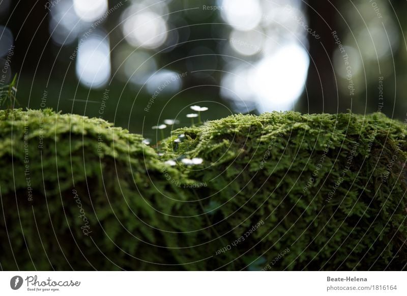 It's so green 10 Green Plant Moss Woodground Growth Forest Nature Close-up Exterior shot Colour photo Worm's-eye view