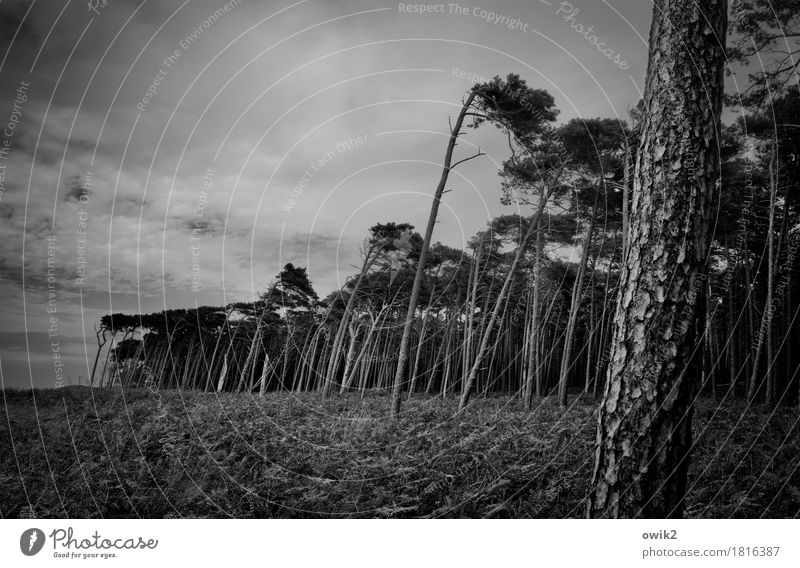 On the crooked side Environment Nature Landscape Plant Clouds Autumn Bad weather Wind Gale Tree Wild plant Coniferous forest Wind cripple Forest Baltic Sea