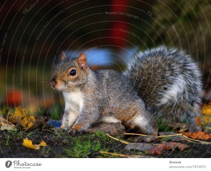 grey squirrels Animal Wild animal Animal face Pelt Squirrel Rodent 1 Cute Brown Multicoloured Gray Silver White Colour photo Exterior shot Day