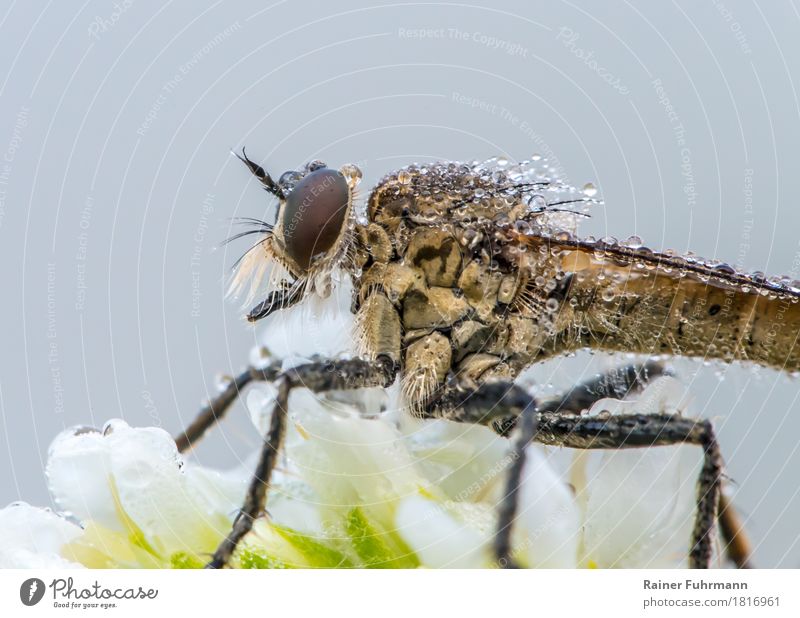 robber fly in the morning dew Nature Plant Animal Fly "Robber fly Insect" 1 Sit Wait Creepy "Blossom Dew Predator" Colour photo Exterior shot Close-up