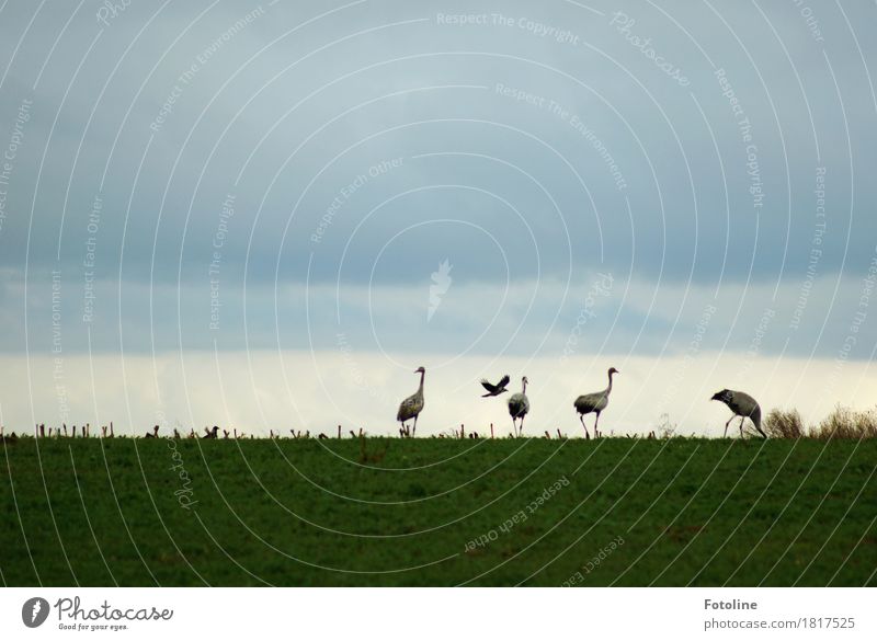Four + one Environment Nature Plant Animal Sky Clouds Grass Field Wild animal Bird Esthetic Free Natural Gray Green Crane Crow Raven birds Flying Colour photo