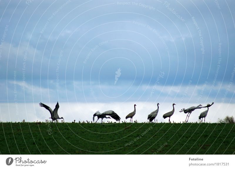 permission to start granted Environment Nature Plant Animal Sky Clouds Grass Field Wild animal Bird Wing Group of animals Flock Esthetic Free Natural Gray Green
