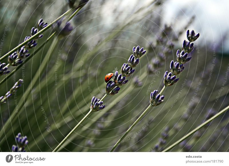|Ladybird| Colour photo Exterior shot Macro (Extreme close-up) Deserted Morning Deep depth of field Central perspective Animal portrait Nature Spring Landscape