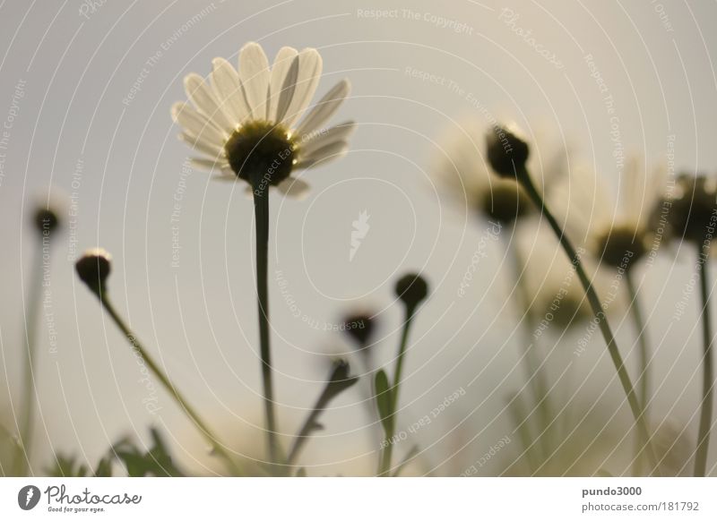 marguerites to the top Subdued colour Exterior shot Close-up Detail Deserted Day Blur Shallow depth of field Worm's-eye view Plant Sky Summer Beautiful weather
