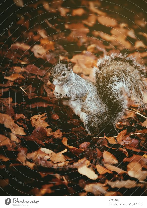 grey squirrels Environment Nature Autumn Leaf Park Forest Animal Wild animal Animal face Pelt Rodent Squirrel 1 Observe Cute Brown Orange Silver Colour photo