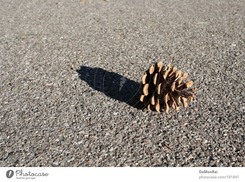 forest ground Environment Nature Plant Cone Street Lanes & trails Pavement Lie To dry up Simple Natural Rebellious Gloomy Dry Warmth Gray Black Loneliness