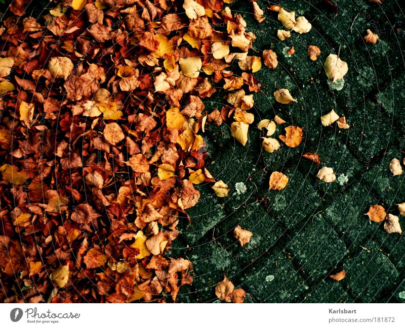 the drying of the leaves during the process of autumn. Lifestyle Design City trip Environment Nature Autumn Climate Leaf Places Traffic infrastructure