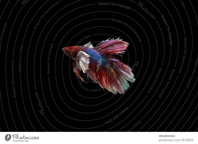 Siamese fighting fish isolated Art Artist Nature Animal Pet Farm animal Fish 1 Adventure Colour photo Multicoloured Close-up Detail Macro (Extreme close-up)