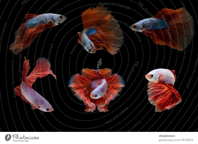 Siamese fighting fish isolated Art Artist Nature Animal Pet Farm animal Fish Group of animals Adventure Colour photo Multicoloured Close-up Detail