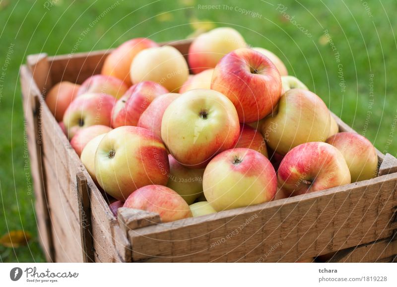 Apples Diet Summer Garden Autumn Grass Wood Old Fresh Natural Yellow Red Crate box ripe food healthy Organic Produce background Crops Farm Harvest agriculture