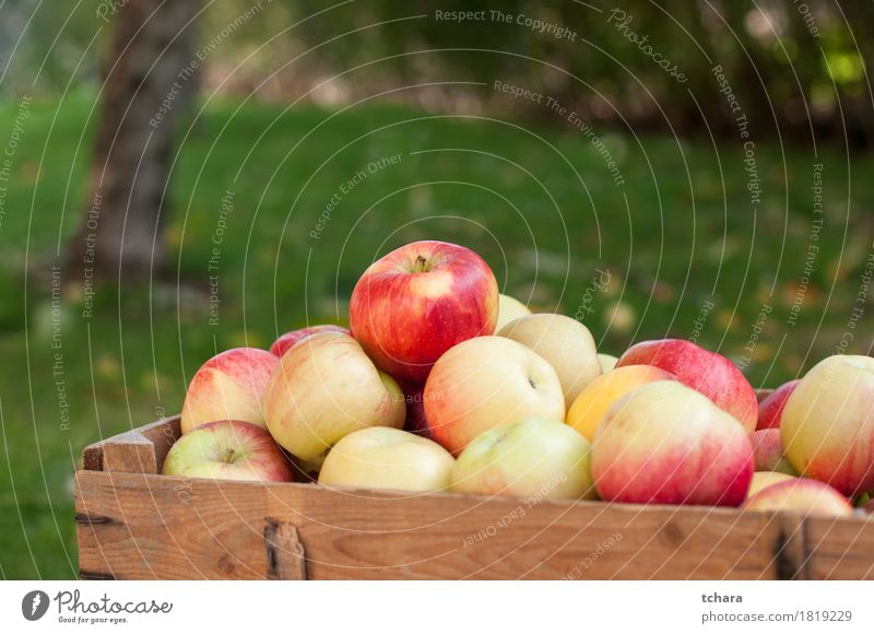 Apples Diet Summer Garden Autumn Grass Wood Old Fresh Natural Brown Yellow Green Red Crate ripe food healthy Organic crates Produce background Crops Farm
