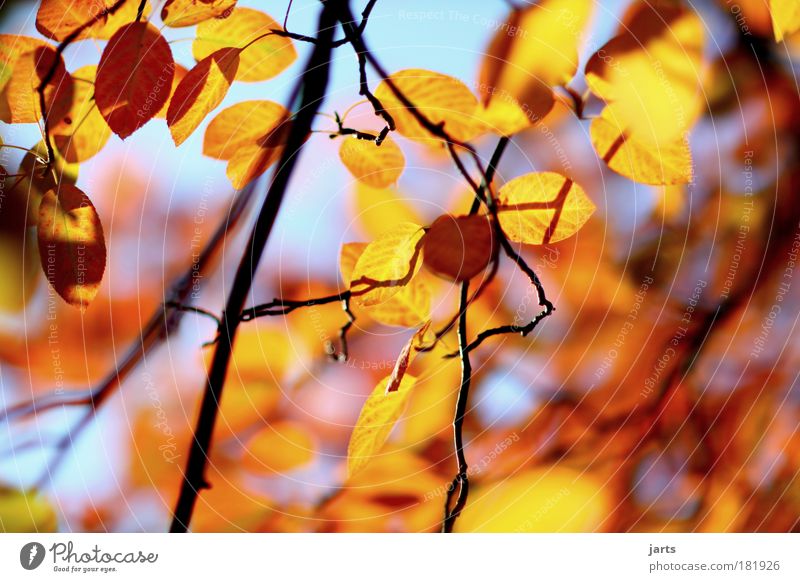 autumnal Colour photo Multicoloured Exterior shot Deserted Day Light Shadow Contrast Reflection Sunlight Shallow depth of field Central perspective Environment