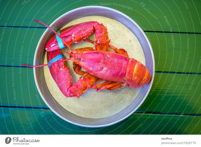 Food photo II Healthy Eating Dish Food photograph Nutrition salubriously Unhealthy Crustacean Lobster New England Maine Lobster Red