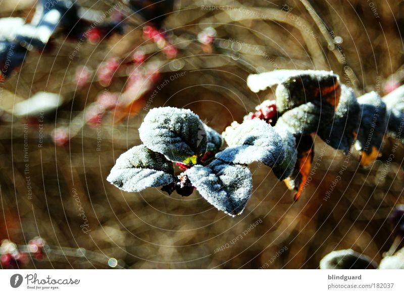 stone cold Colour photo Exterior shot Deserted Copy Space left Copy Space top Copy Space bottom Day Shallow depth of field Nature Plant Winter Bushes