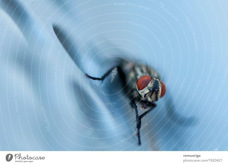 Closeup of a fly Animal Fly Wing Sit Biology Bug eye Insect Pests Colour photo Exterior shot Close-up Detail Macro (Extreme close-up) Deserted Morning