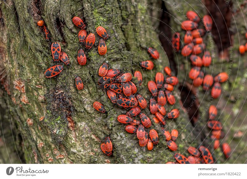 A group of firebugs Nature Tree Leaf Antenna Sit arthropod background Biology Firebug Living thing Bug Insect spring Colour photo Exterior shot Close-up Detail