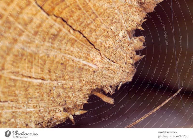 log of wood Wood Firewood Splinter Tree Macro (Extreme close-up) Close-up Wood grain Branch