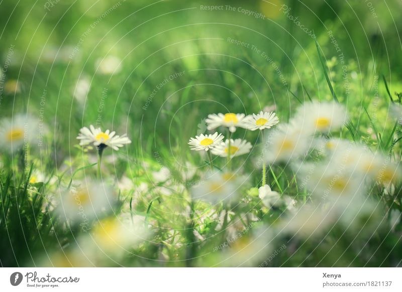 daisies Environment Nature Plant Beautiful weather Flower Blossom Daisy Garden Park Meadow Blossoming Happiness Fresh Brown Yellow White Happy Contentment