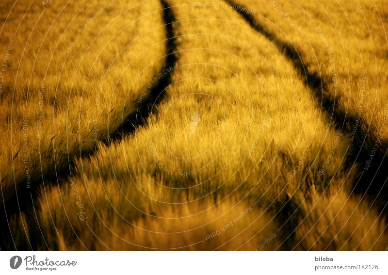 Grain field in golden evening light with tractor tracks grain Cornfield Environment Nature Plant Autumn Warmth Field Brown Yellow Gold Black Harvest Curve bows