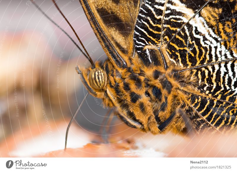 fully striped Nature Plant Animal Butterfly 1 Brown Orange Pattern Striped Colour photo Close-up Detail Macro (Extreme close-up) Structures and shapes Deserted