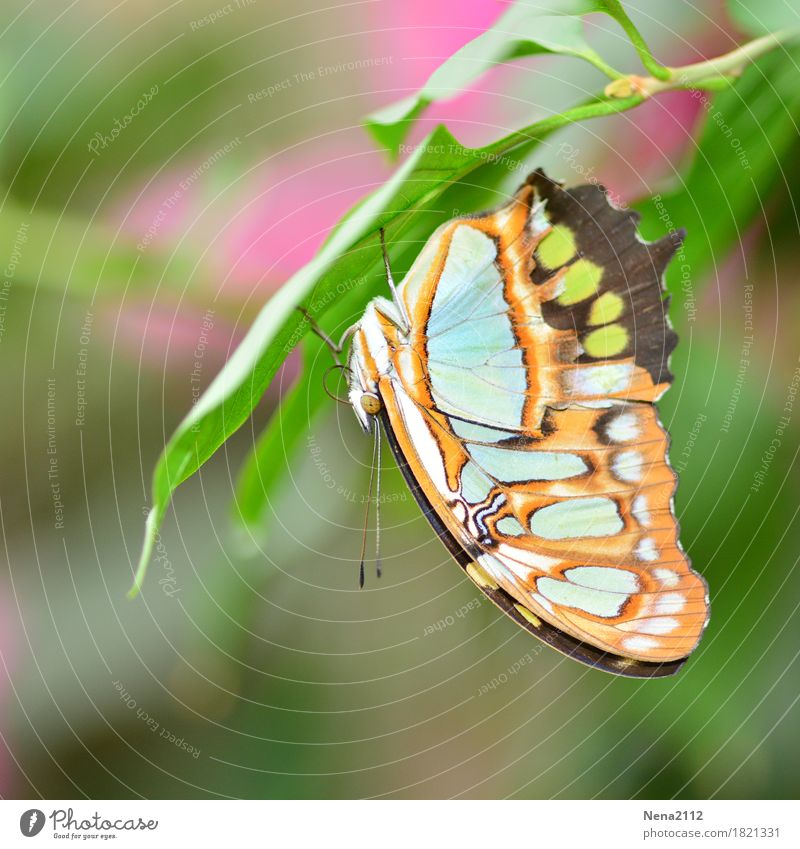 hang out Environment Nature Animal Butterfly 1 Relaxation Fragrance Bright Beautiful Multicoloured Fragile Colour photo Exterior shot Close-up Detail