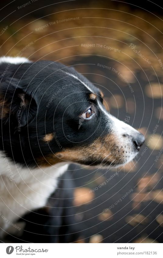 Mick Colour photo Exterior shot Deserted Copy Space top Copy Space bottom Blur Shallow depth of field Long shot Animal portrait Upper body Looking away Autumn