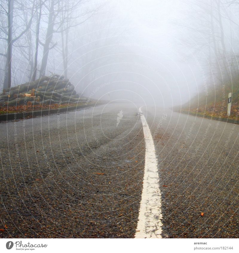 Lack of perspective Colour photo Subdued colour Exterior shot Deserted Day Worm's-eye view Landscape Autumn Bad weather Fog Rain Tree Forest