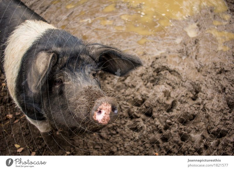 sow Meat Well-being Agriculture Farmer Swinishness Earth Animal Farm animal Swine Sow saddle pig Dirty Clean Contentment Comfortable Mud Sludgy Colour photo