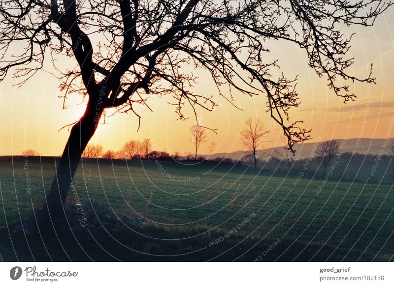 evening mood Colour photo Multicoloured Exterior shot Deserted Evening Twilight Contrast Sunbeam Sunrise Sunset Back-light Environment Nature Landscape Plant