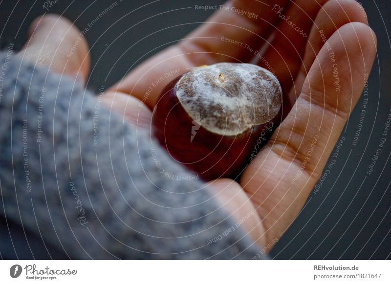 chestnut Hand Fingers Environment Nature Autumn To hold on Chestnut Colour photo Subdued colour Exterior shot Day Blur Shallow depth of field Bird's-eye view