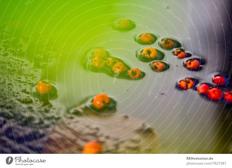 Berries in a puddle Reflection Macro (Extreme close-up) Exterior shot Colour photo Moody Exceptional Nature Environment Puddle Wet Water Bad weather Autumn Damp