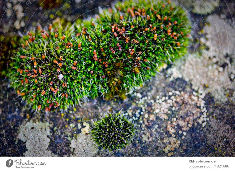 moss Environment Nature - a Royalty Free Stock Photo from Photocase