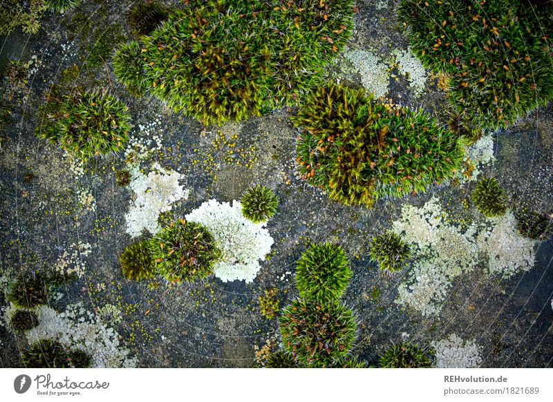 moss Environment Nature Plant Moss Foliage plant Stone Concrete Growth Green Colour photo Subdued colour Exterior shot Close-up Detail Macro (Extreme close-up)