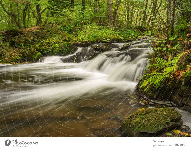 Selke waterfall - resin Environment Nature Landscape Plant Animal Water Summer Autumn River bank Brook Waterfall Discover Relaxation Forest Selke Waterfall Harz