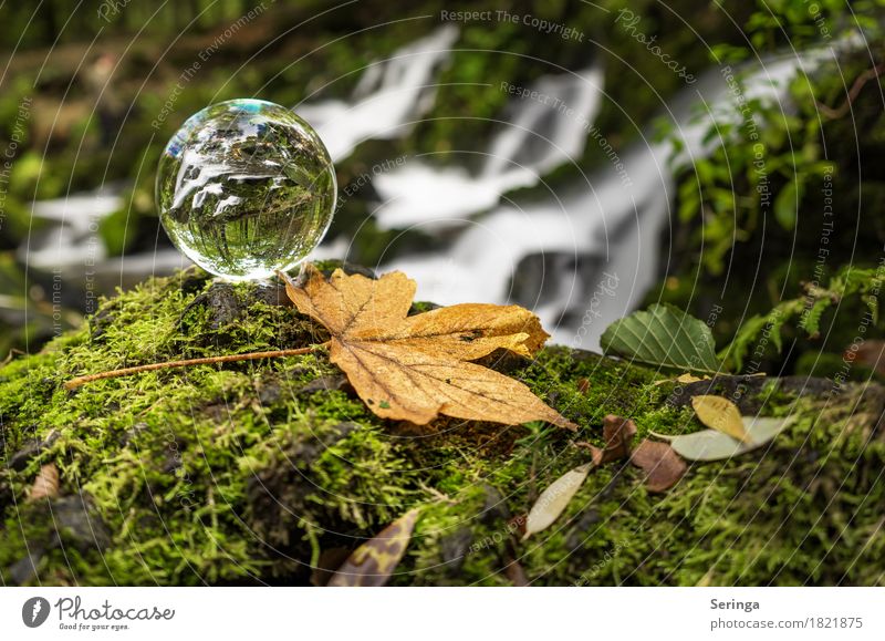 Through the glass Nature Landscape Plant Animal Water Grass Moss River bank Waterfall Beautiful Glass ball Colour photo Subdued colour Multicoloured