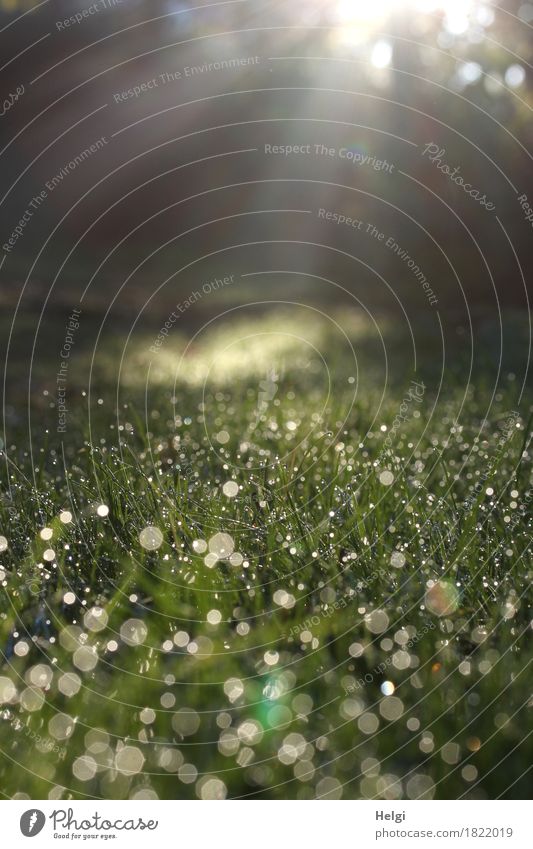 morninggun Environment Nature Landscape Plant Drops of water Autumn Beautiful weather Fog Grass Glittering Illuminate Growth Esthetic Exceptional Cold Wet