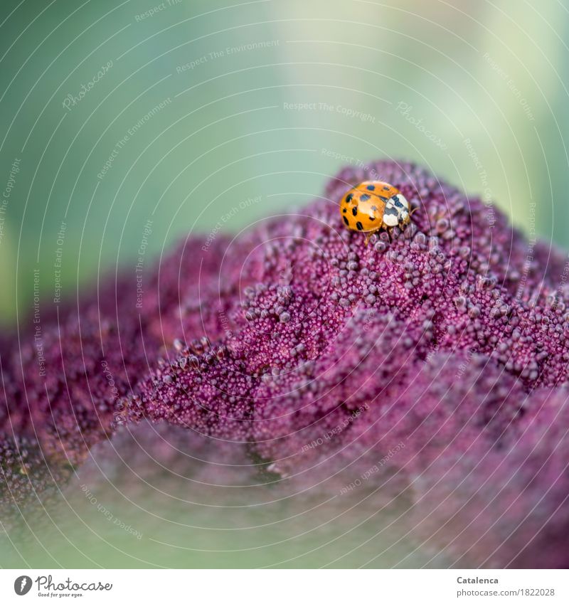 In search of aphids, ladybug on purple cauliflower Nature Plant Animal Autumn Agricultural crop Cauliflower Beetle Ladybird 1 Movement Flying To feed Crawl