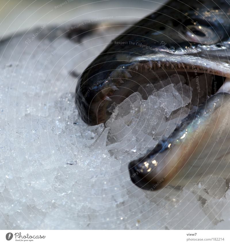 ice fish Colour photo Subdued colour Detail Deserted Copy Space left Shallow depth of field Looking Fish Dead animal 1 Animal Cold Wet Clean Gray To enjoy