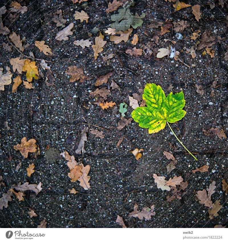eccentric Environment Nature Plant Autumn Leaf Under Yellow Green Orange Sadness Concern Grief Loneliness Idyll Pure Pain Decline Transience Change Sidewalk